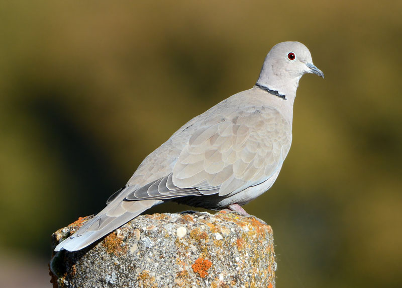 Tortora dal collare, Streptopelia decaocto